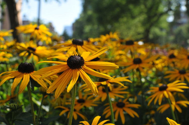 flowers2