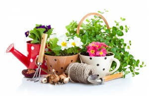 Photo of plants and gardening tools
