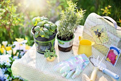 gardening tools and plants